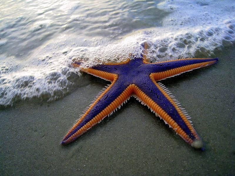 starfish - Royal Starfish - images : en.wikipedia.org