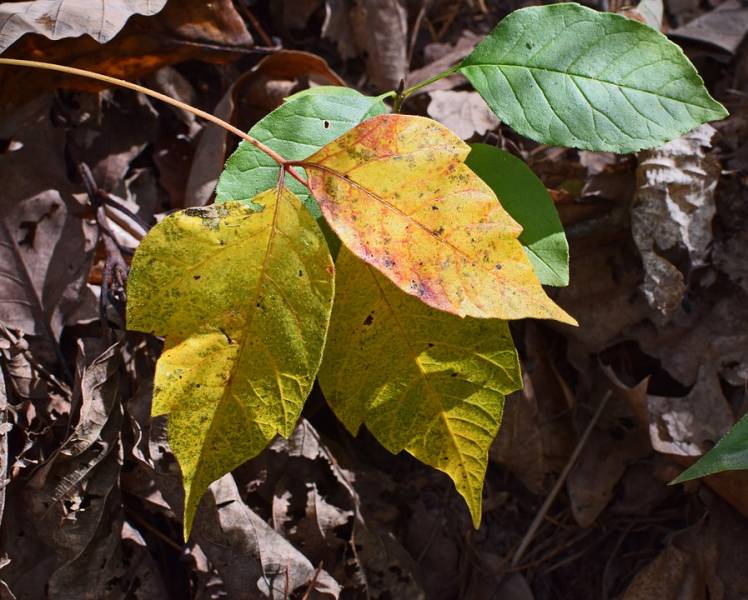 dangerous plants - Poison Ivy - images : pixabay.com