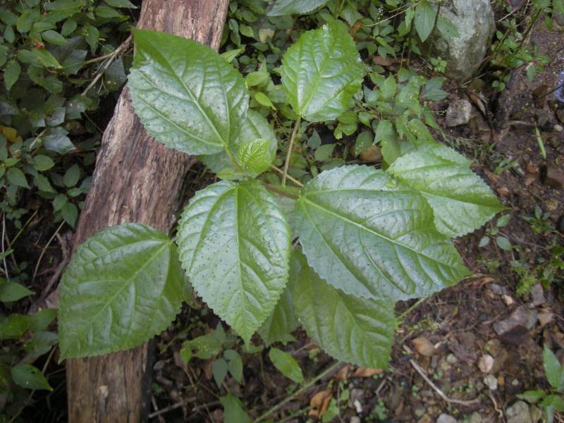 dangerous plants - Stinger - images : cs.m.wikipedia.org