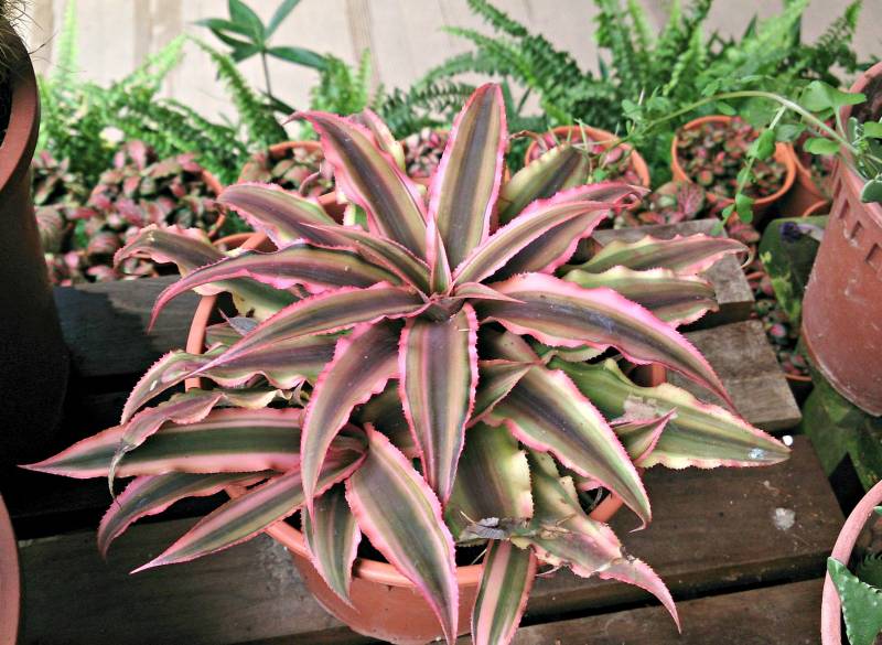 house plants - Earth Star - images : greenobsessions.com