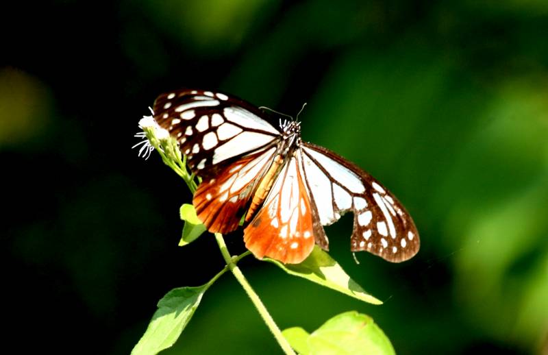 types of butterflies - Chestnut Tiger