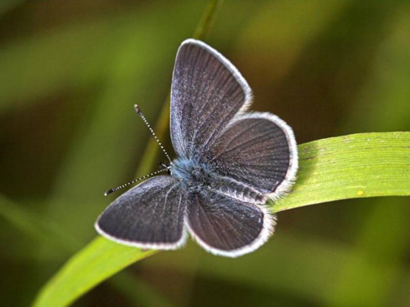 types of butterflies - Small Blue Butterfly