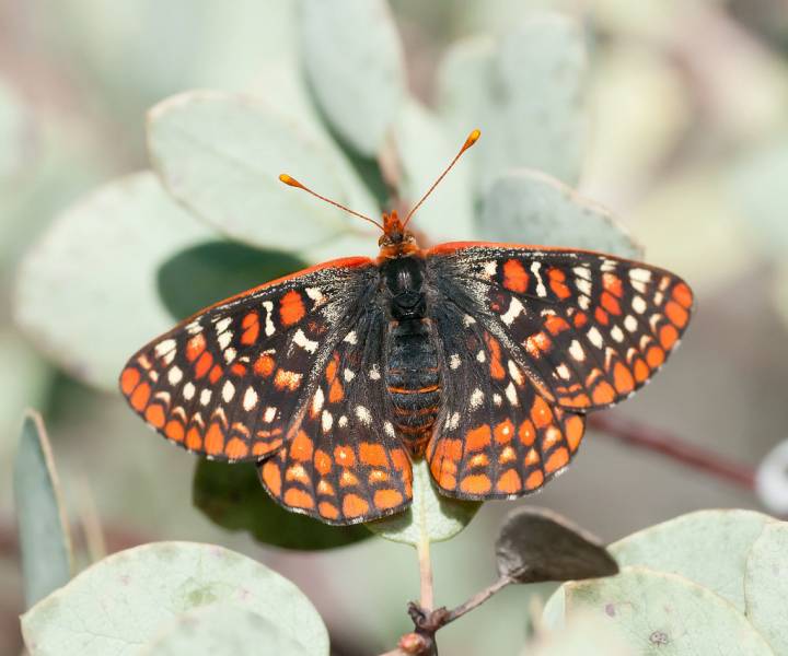 types of butterflies - Edith’s Checkerspot