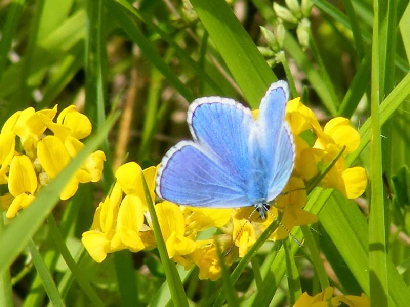 types of butterflies - Adonis Blue 