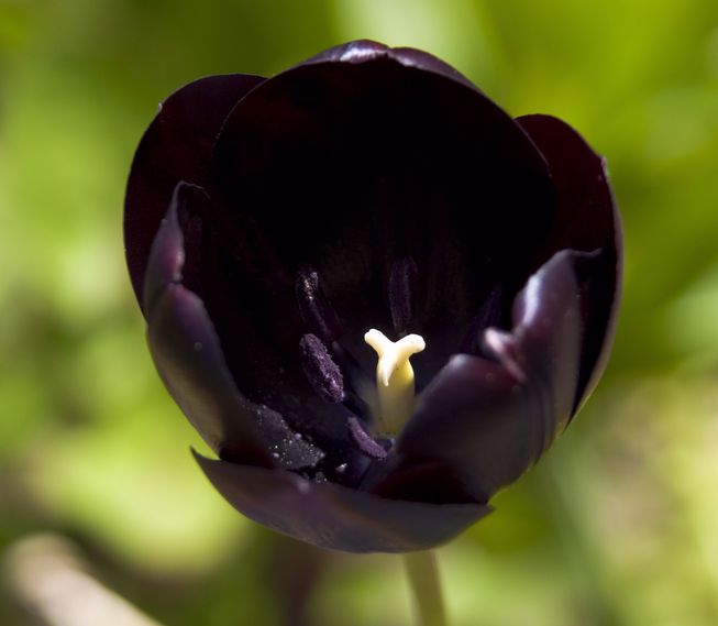 black flowers - Wimp