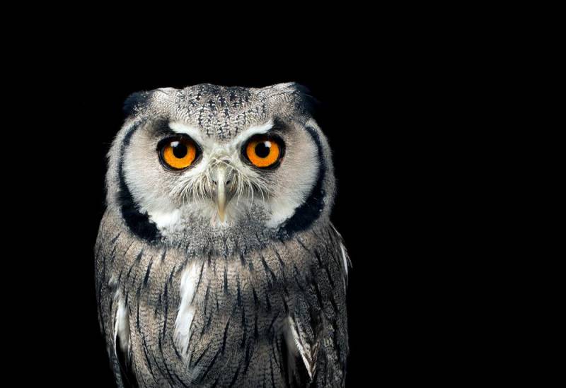 strange bird - African White Mask Owl