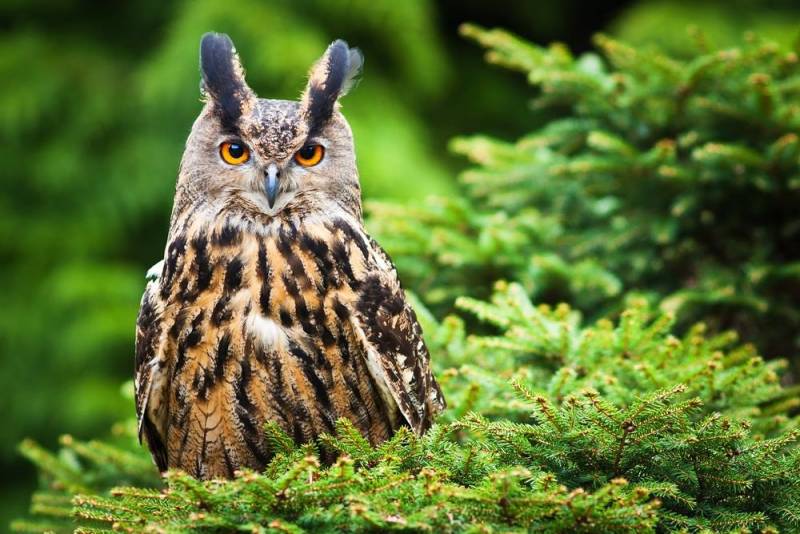  owl facts - All Terrain Bird