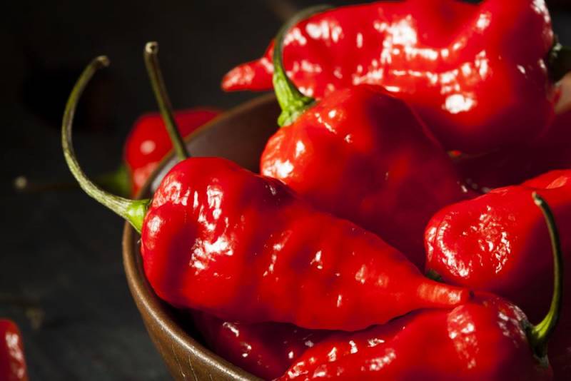 hottest chilli - Bhut Jolokia
