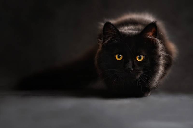 black cat - Black Color Categories - images :  collective-evolution.com