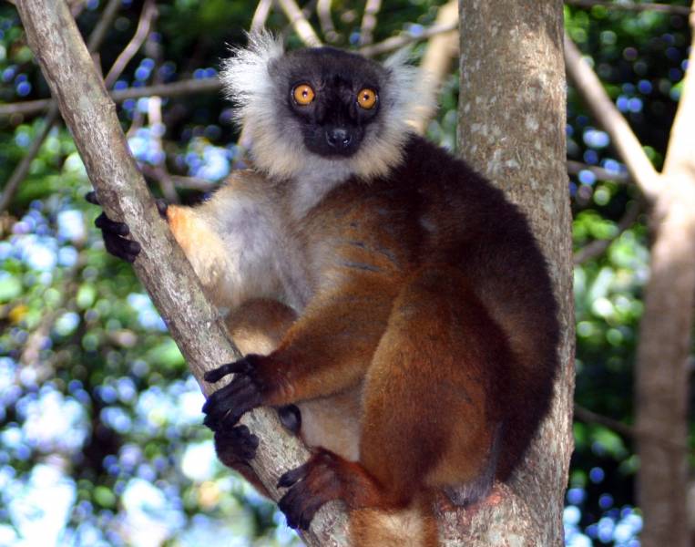 madagascar animals - Black Lemur - images : wikipedia.org