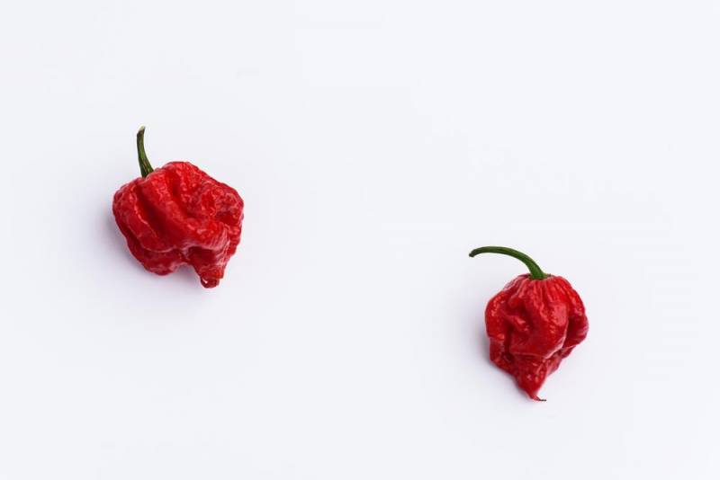 hottest chilli - Caroline Reaper