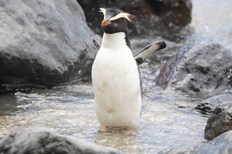 penguin species - Fiordland Penguin -  images : Photovolcanica.com