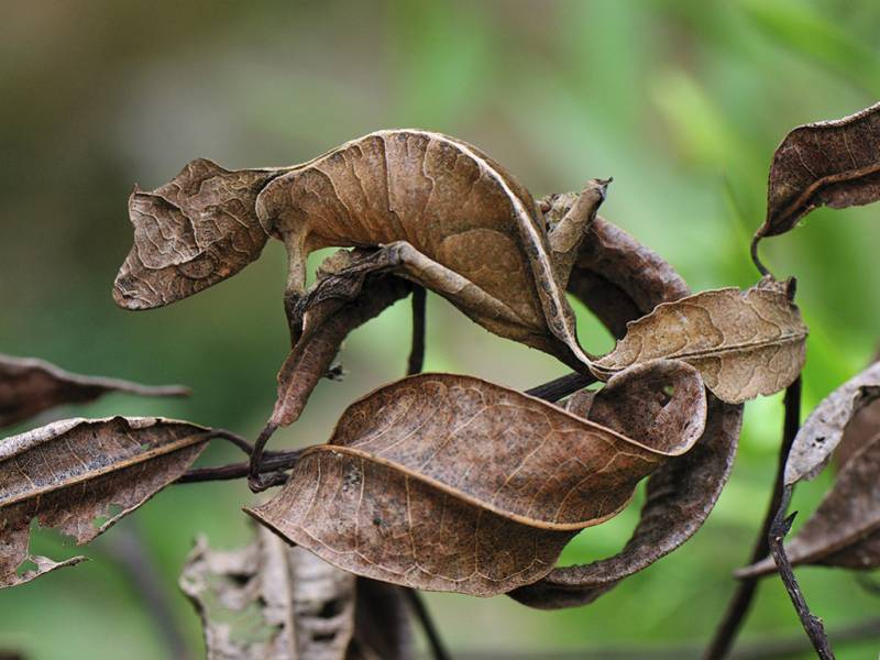 madagascar animals - Flat-Tailed Gecko - images : wired.com