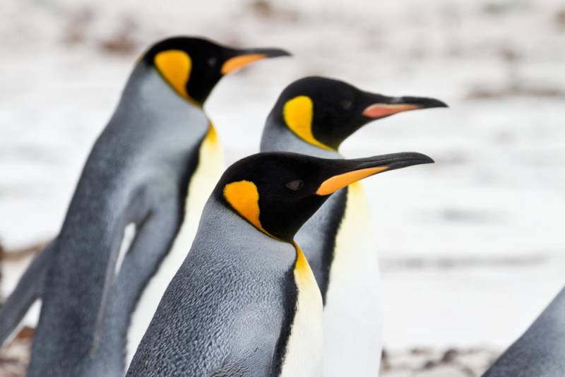 penguin facts - Friendly Bird