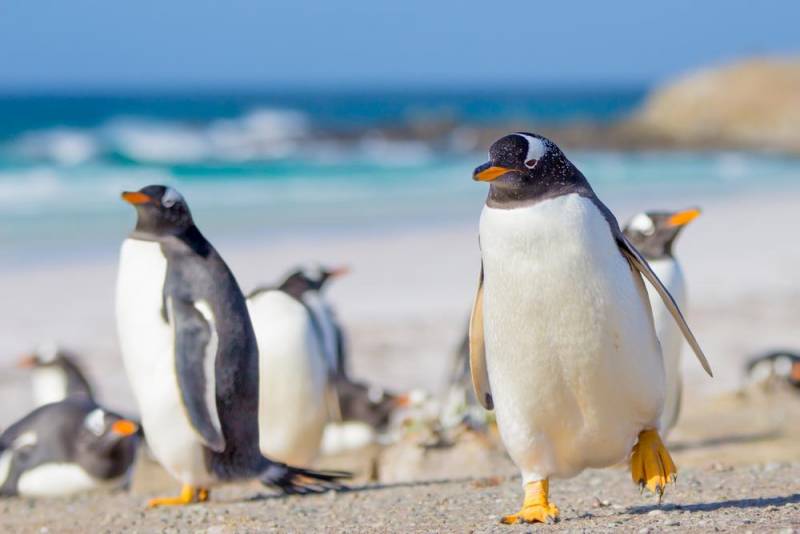penguin species - Gentoo Penguin