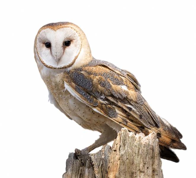  owl facts - Good Physical Body