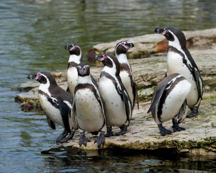 penguin species - Humboldt Penguin