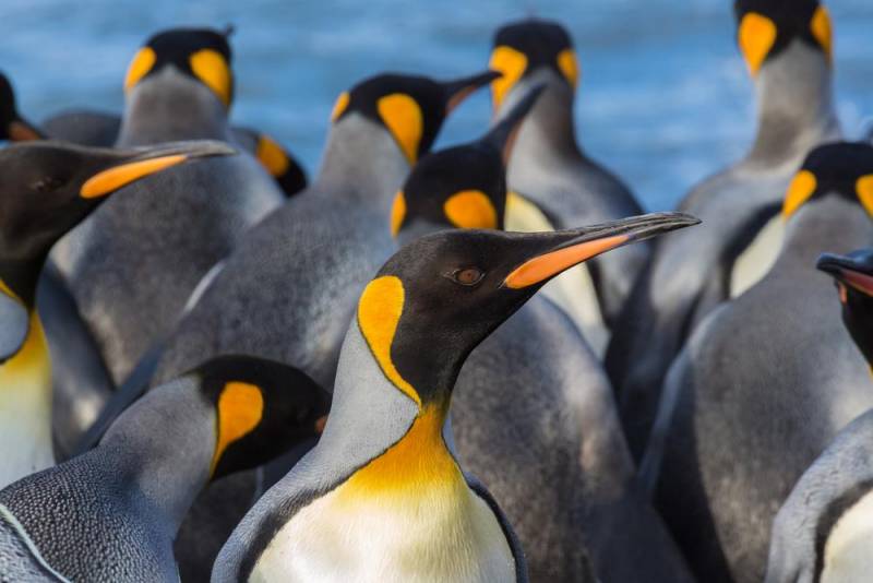 penguin species - King Penguin