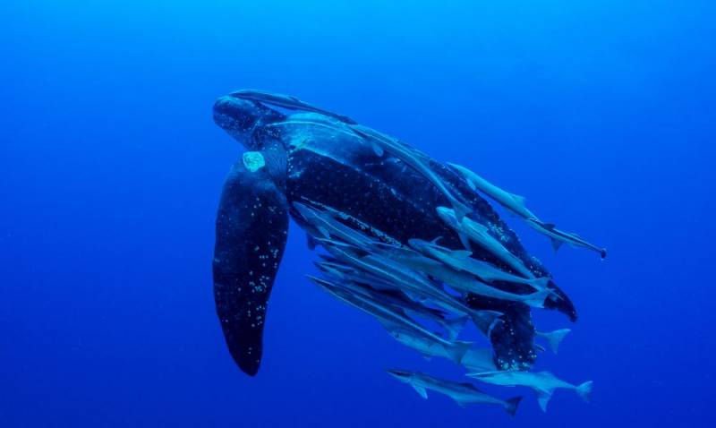 animal migration - Leatherback Turtle