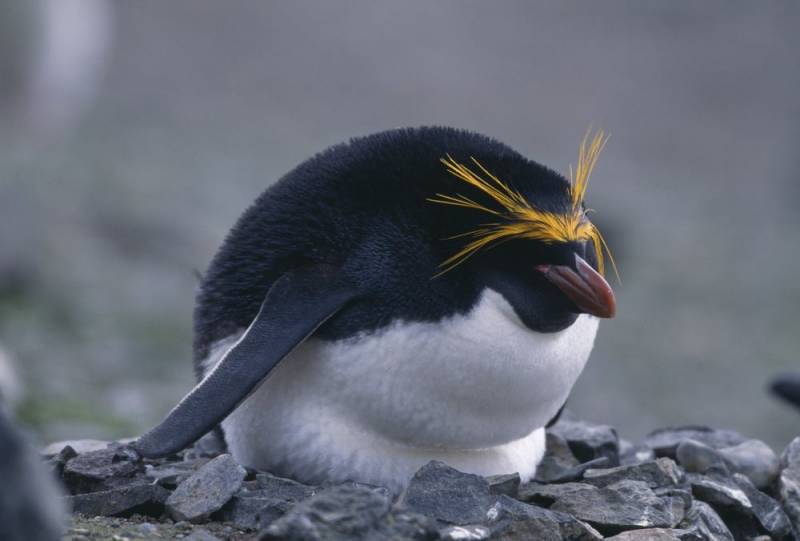 penguin species - Macaroni Penguin