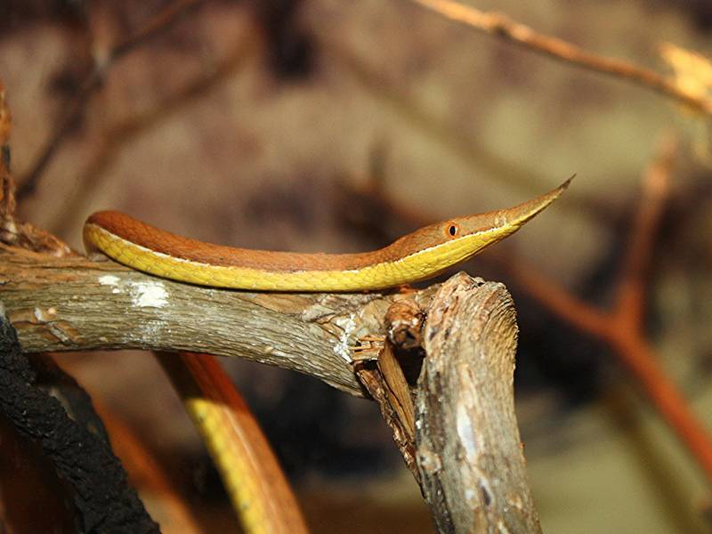 madagascar animals - Malagasy Leaf Nosed Snakes - images : flickr.com