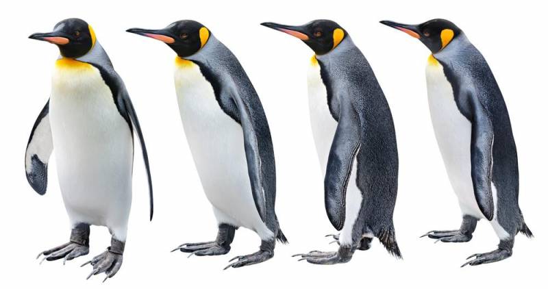 penguin facts - Many Kind Of Species