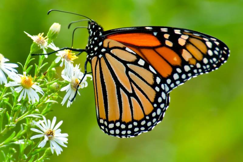 animal migration - Monarch Butterflies