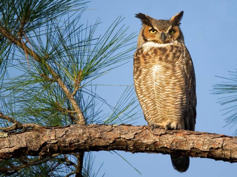  owl facts - Not So Nocturnal