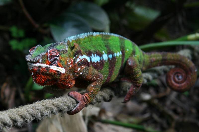 madagascar animals - Panther Chameleon - images : wikipedia.org