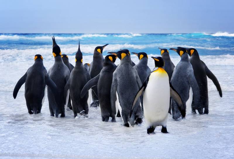 penguin facts - Penguin Family