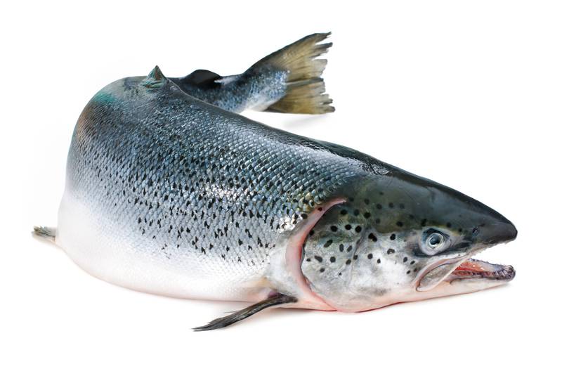 animal migration - Salmon - images : thetelegram.com