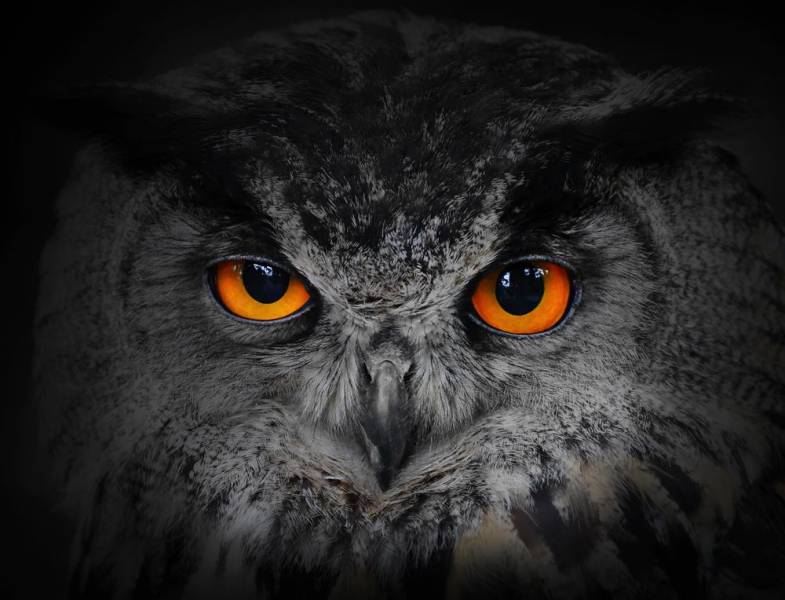 owl facts - Shape of Face