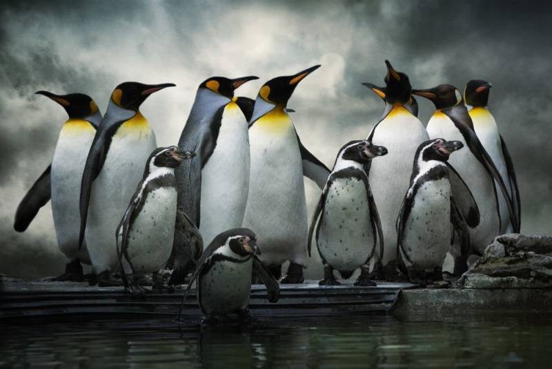 penguin facts - Social Bird