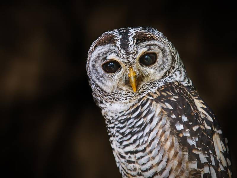  owl facts - Special Feather