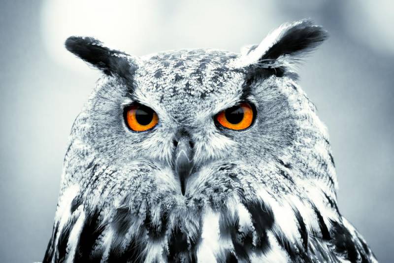  owl facts - Stunning Hearing Sense