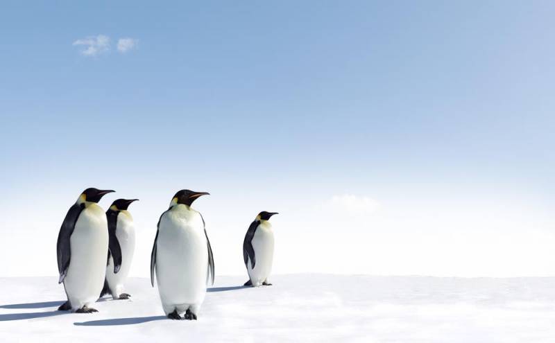 penguin facts - Super Gland