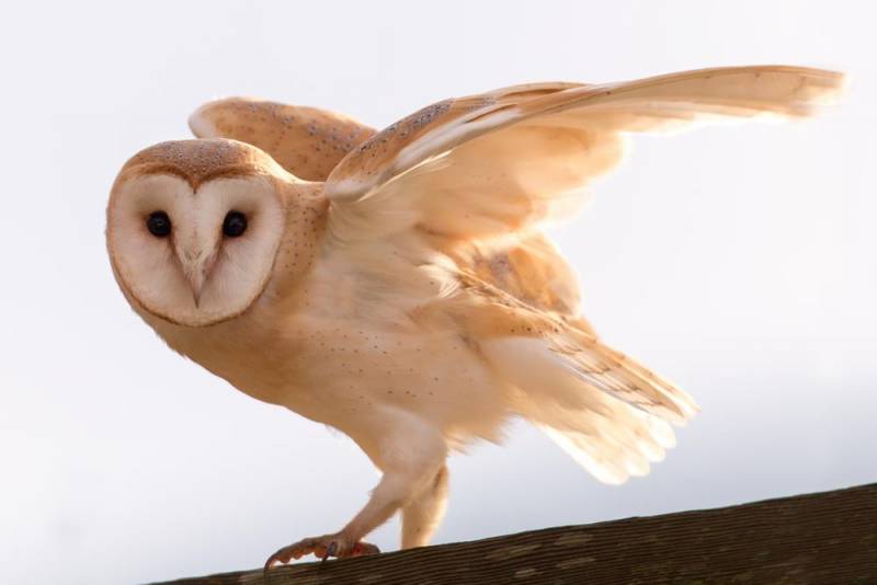  owl facts - Symbol of Ancient Cultures