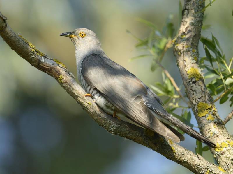 strange bird - The Eurasian Cuckoo