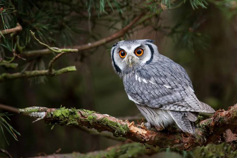  owl facts - The Female Nature