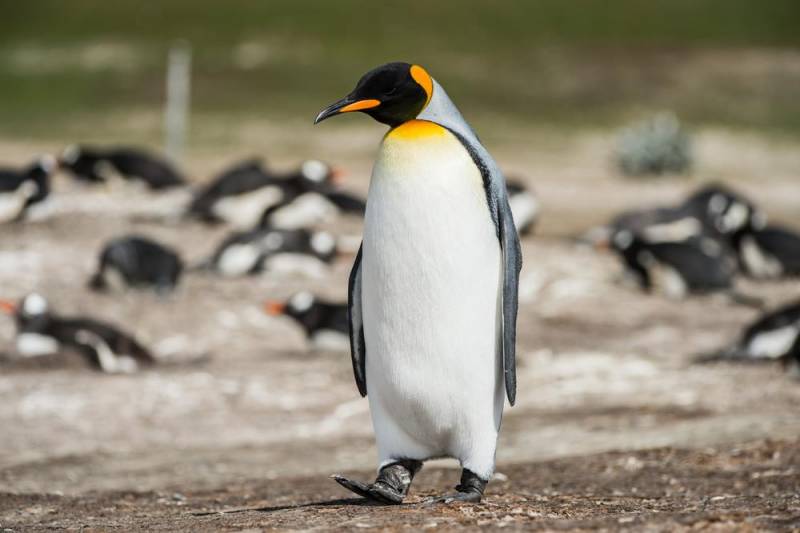 penguin facts - The King and Emperor Fact