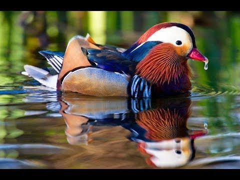  record bird - The World’s Rarest Bird - images : youtube.com