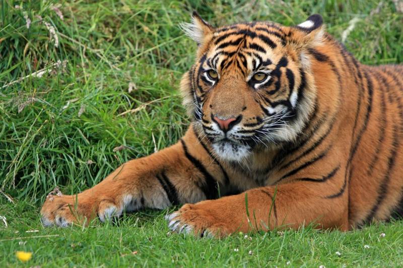tiger facts - Tiger Stripes are Unique - images :  ambientum.com