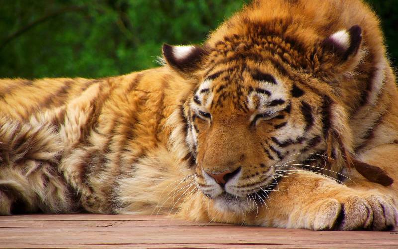 tiger facts - Tigers Cannot Purr - images : pixcooler.com