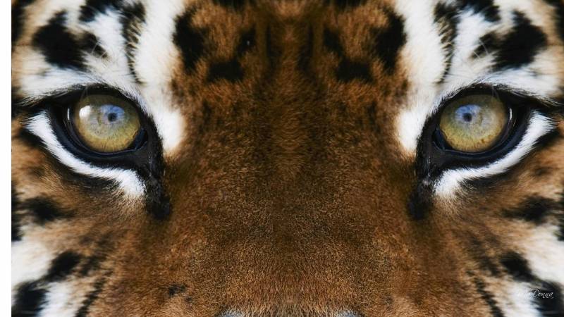 tiger facts - Tigers Have Eyes With Round Pupils - images : mgur.com
