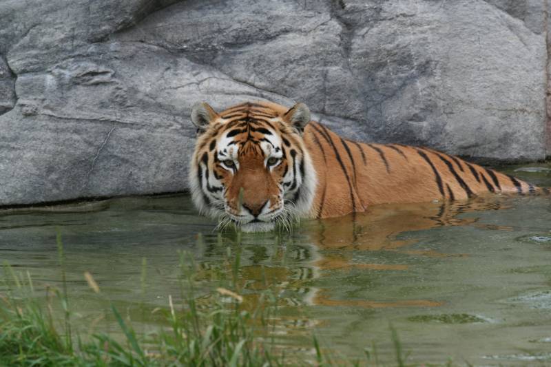 tiger facts - Tigers Love to Swim - images : indiasendangered.com