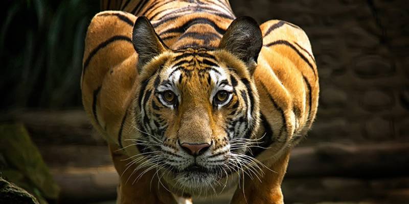 tiger facts - Tigers Should be the Real King of the Jungle - images : huffingtonpost.com
