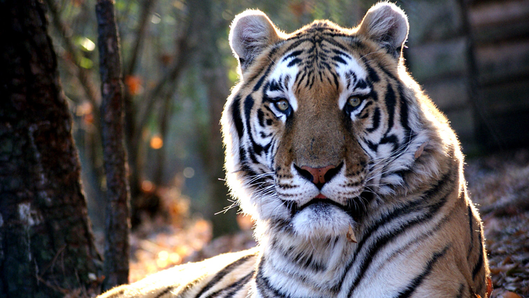 tiger facts - Tiger’s Urine Smells Like Buttered Popcorn - images : ranthamborenationalpark.com