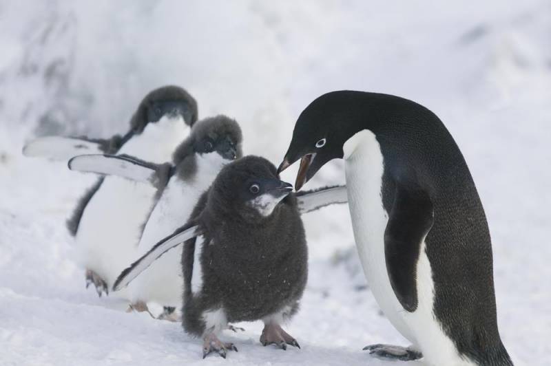 penguin species - adelie penguin