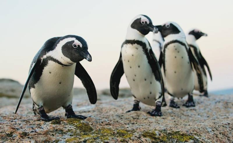penguin species - african penguin