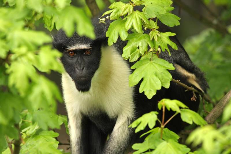 rare animals - Roloway Monkey